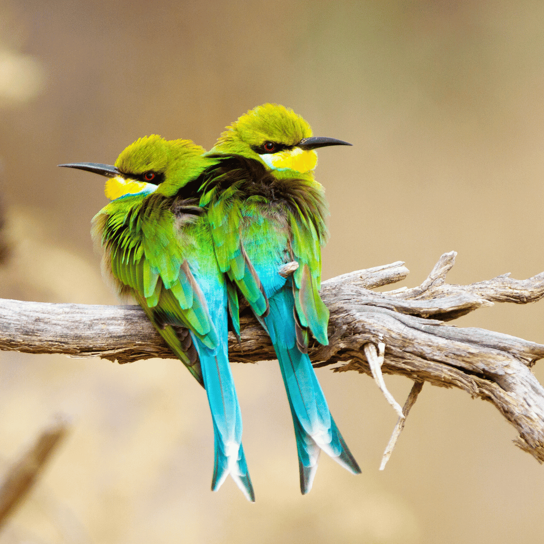 two birds with yellow, green, and blue feathers resting on a branch.